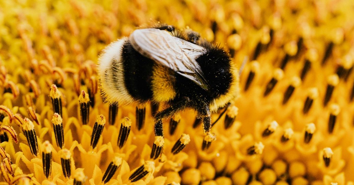 Har du plass på balkongen eller i hagen til å hjelpe de flittige insektene? Bestill gratis blomsterfrø fra WWF og gjør en innsats for pollinatorene!