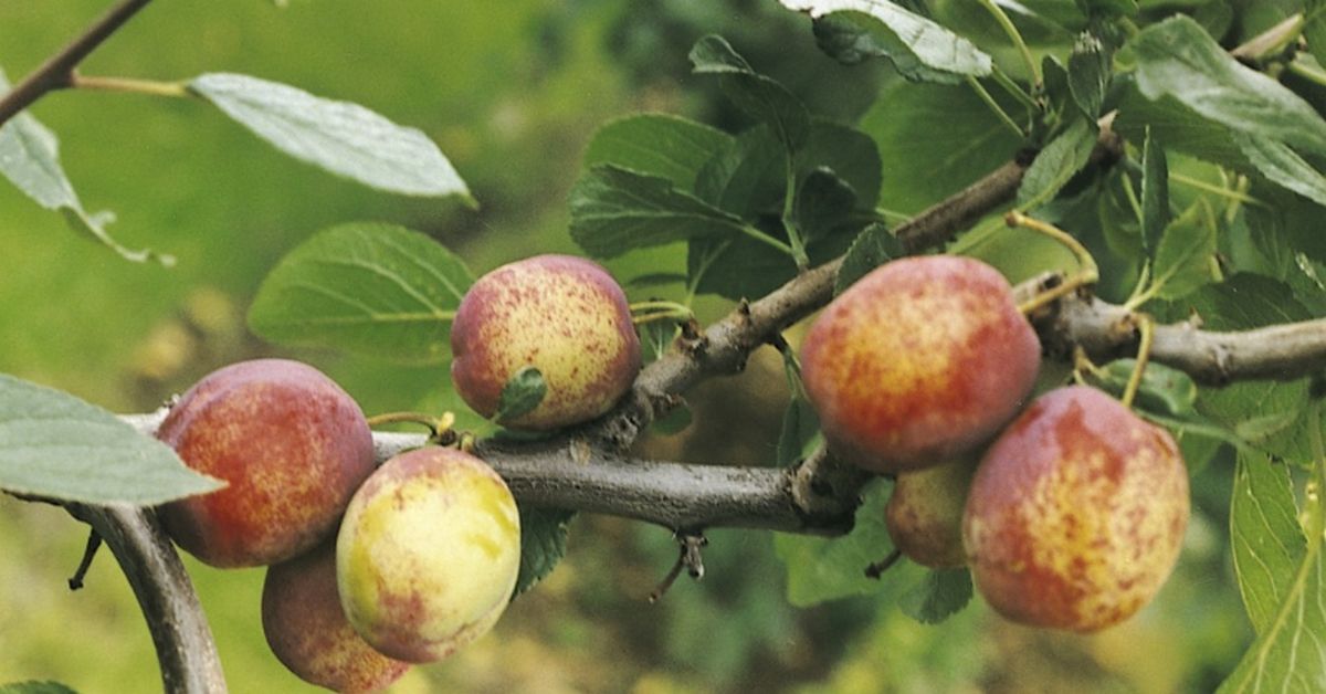 Nytt rekordår for norsk frukt