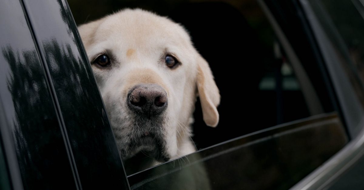 Mattilsynet og politiet: Etterlat aldri hunden i varm bil