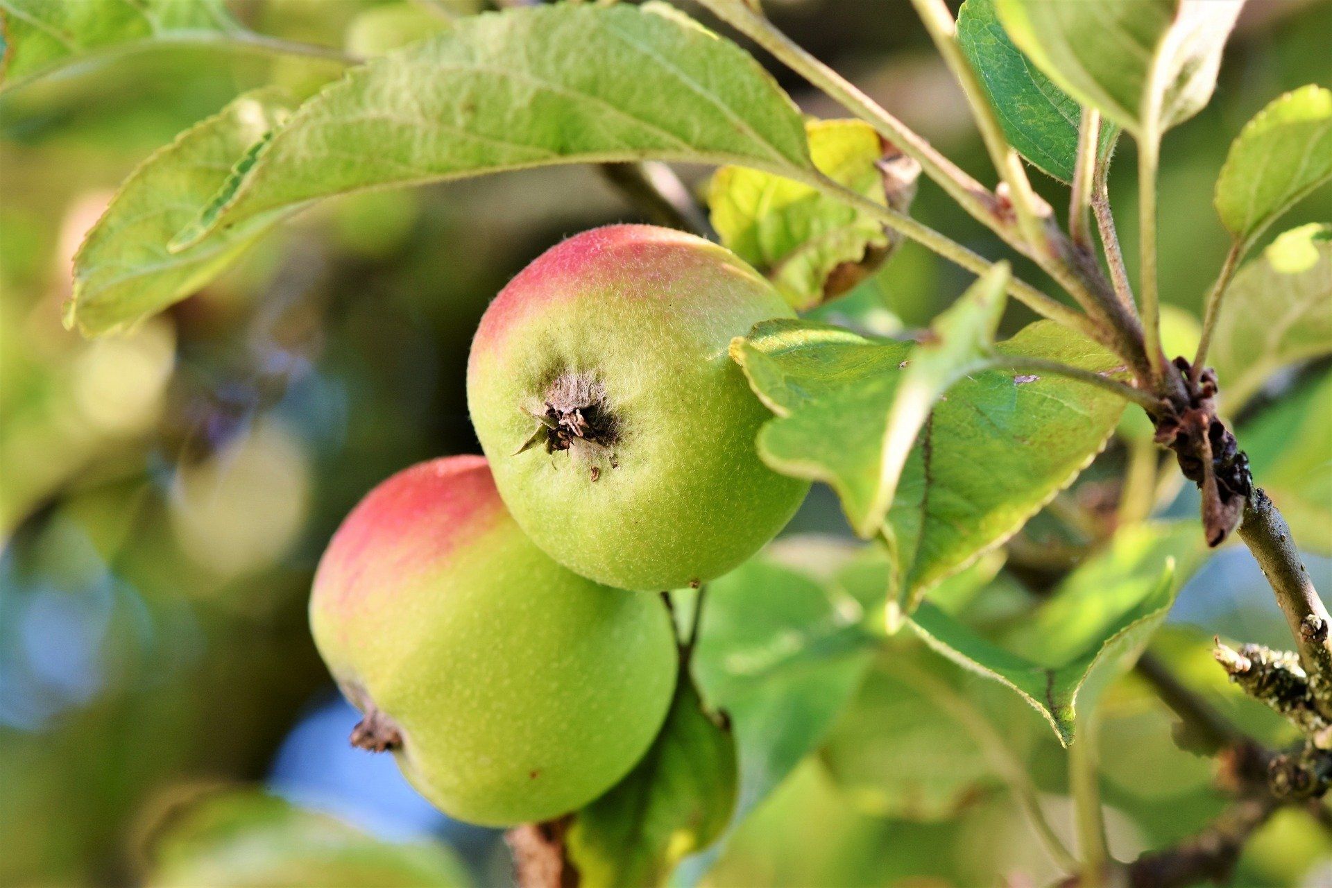 Spør naboene dine om å få plukke frukt og bær