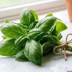 fresh basil