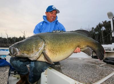Monster Murray Cod caught at Copeton