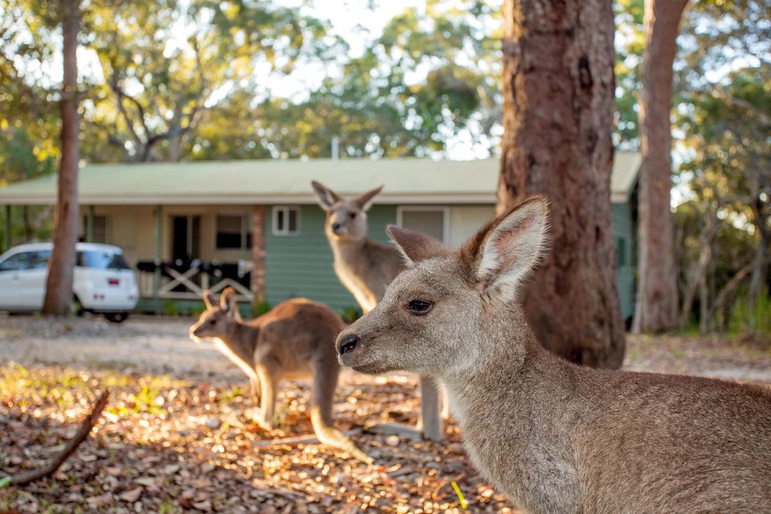 Hungry Head kangaroos