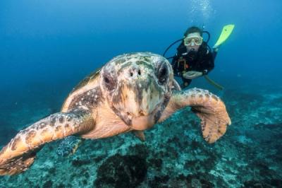  scuba diving with sea turtle in NSW
