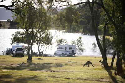 Lake Glenbawn kangaroos camping lake featured image