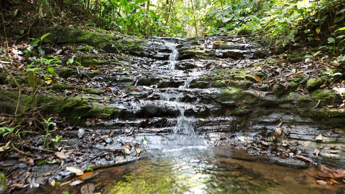 Finca Gilguero – A Peaceful Jungle Retreat with Ocean Views, Fresh Climate, and Endless Potential