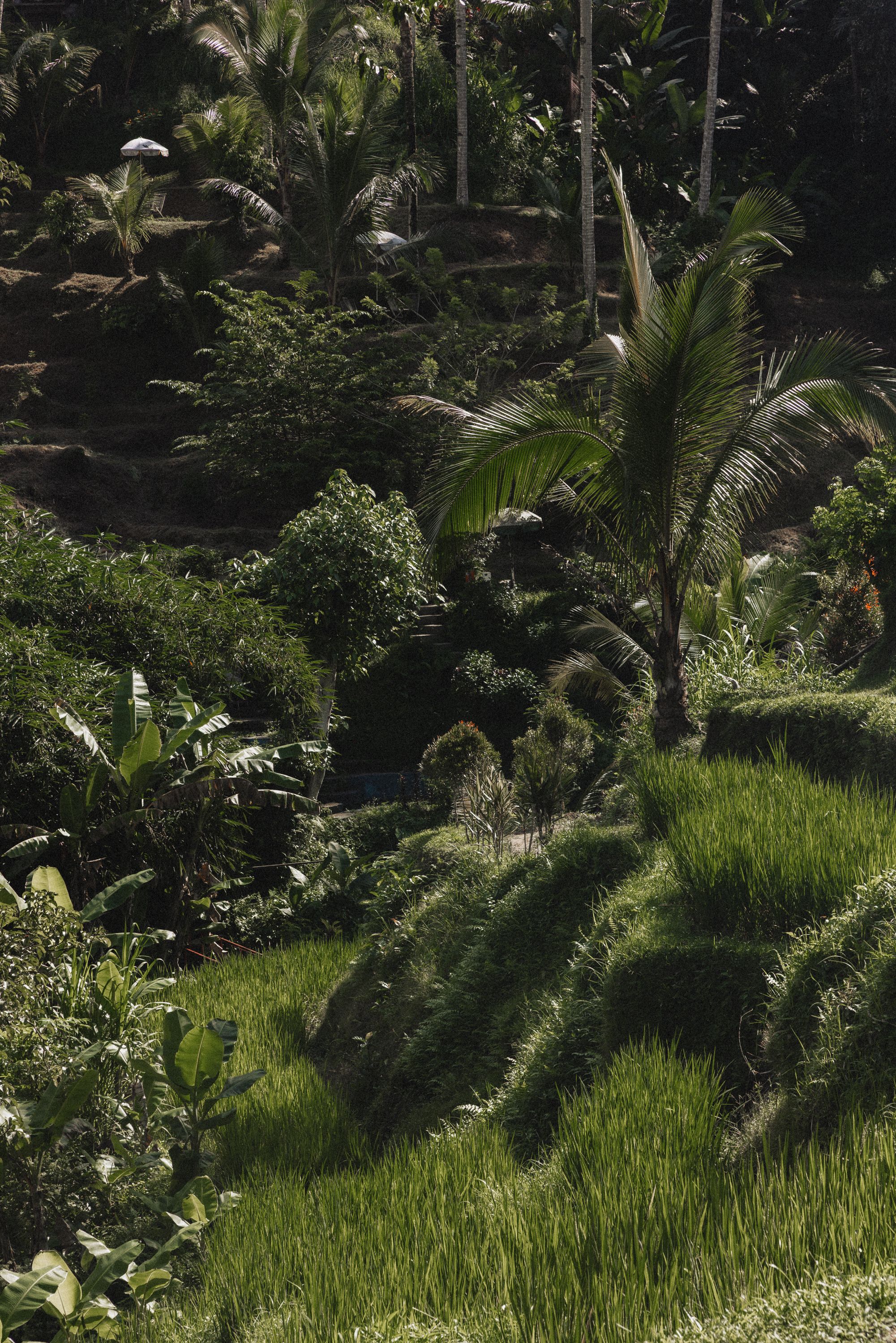 Casa Veranda
Ubud - Bali — image 19