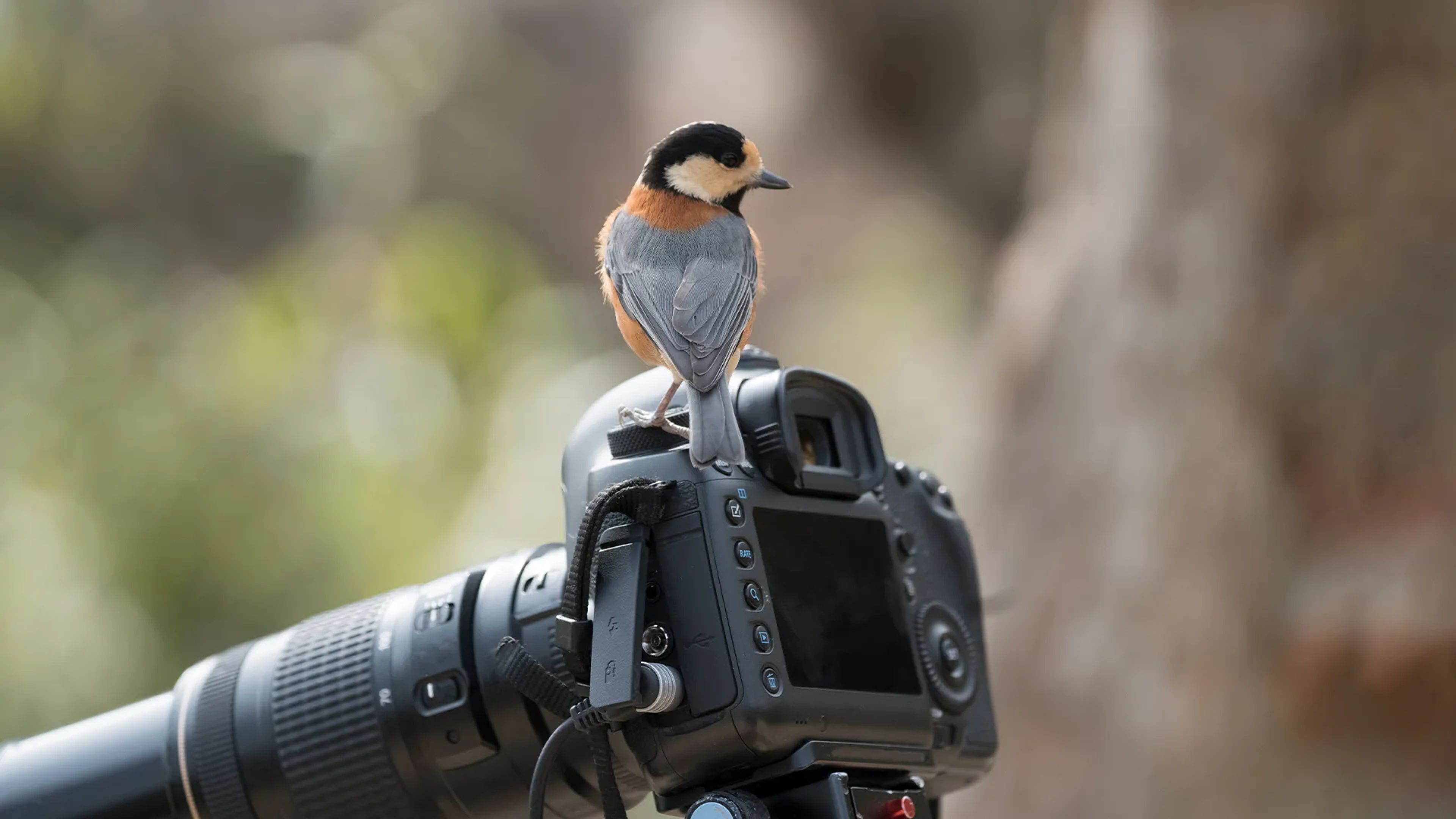 High-resolution birdwatching camera capturing wildlife in natural habitat.