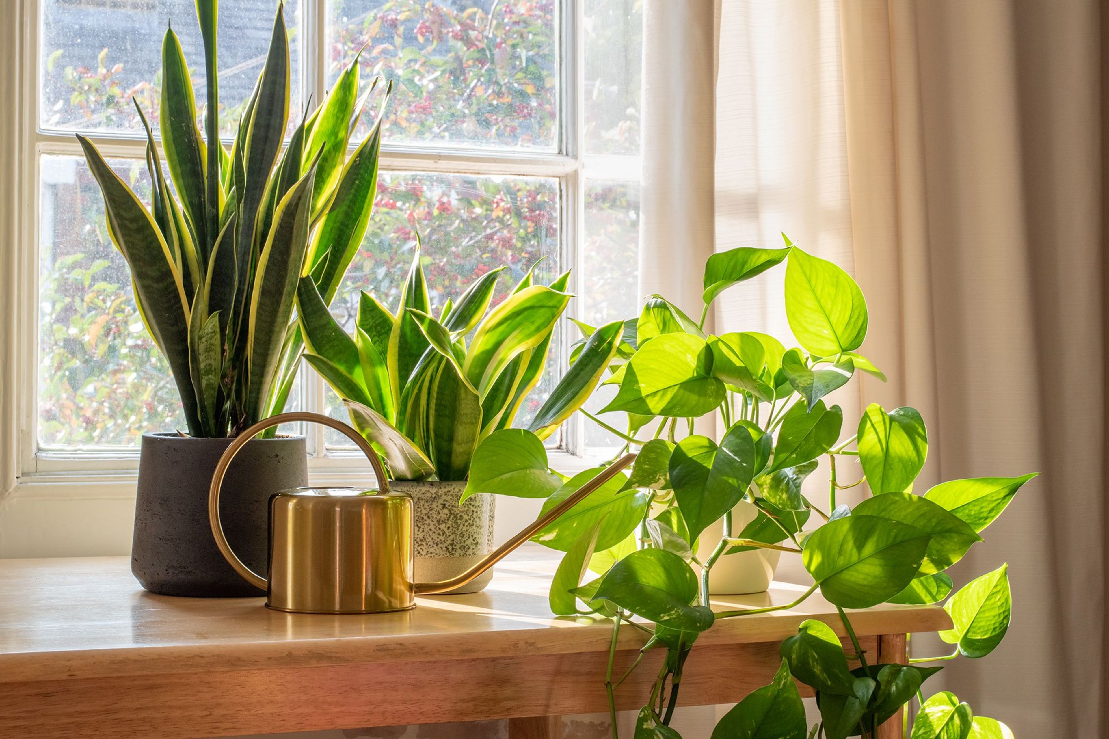 A cozy living room filled with vibrant indoor plants, adding life and tranquility to the space