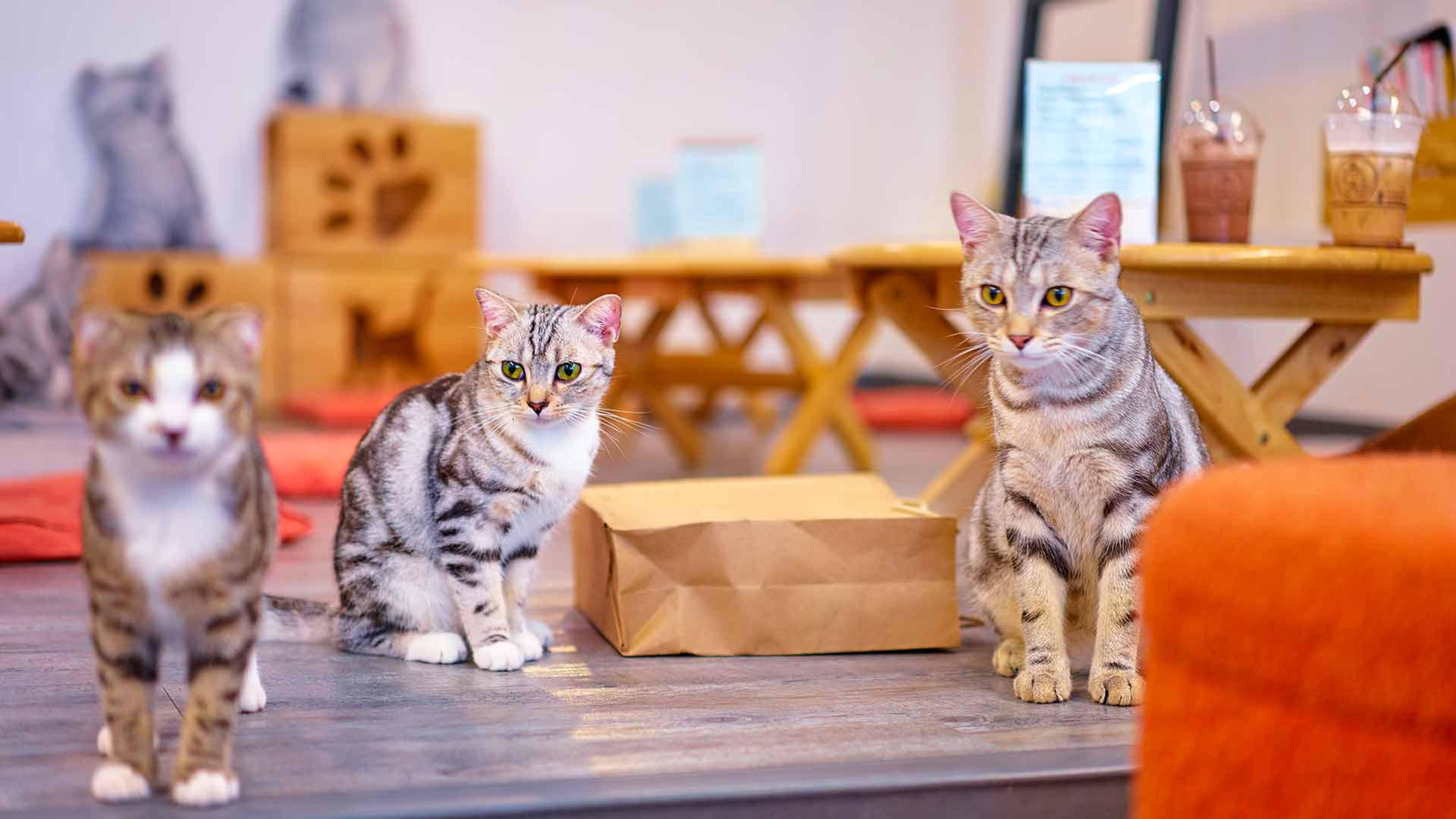 A bright Tokyo café interior with lounging cats and guests sipping coffee, capturing the serene, playful vibe of Wired Whisker Cat Café.