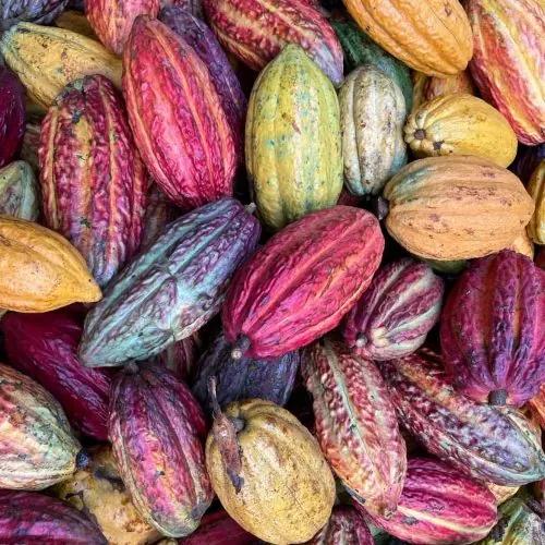 Cabosses