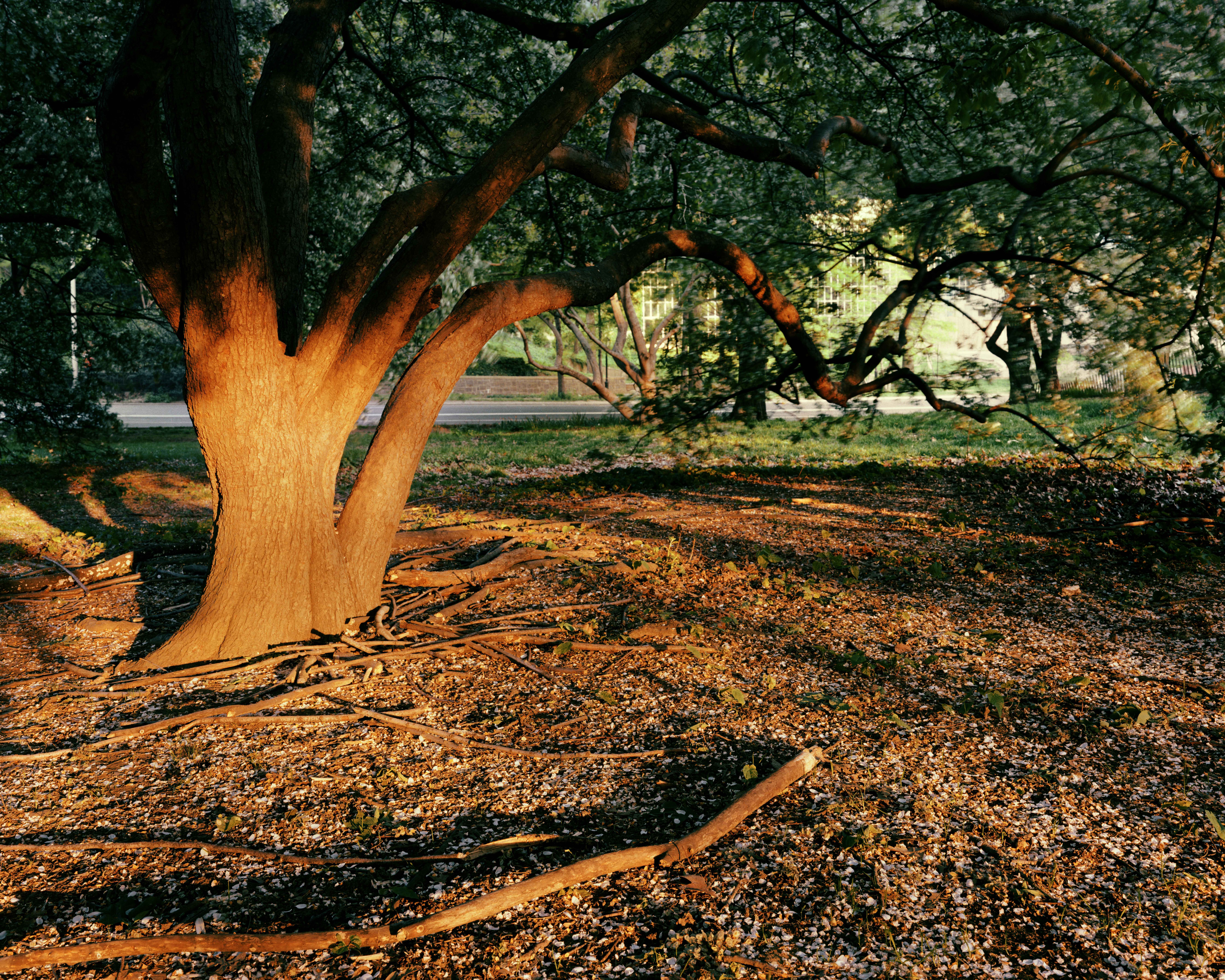 On This Site | Joel Sternfeld