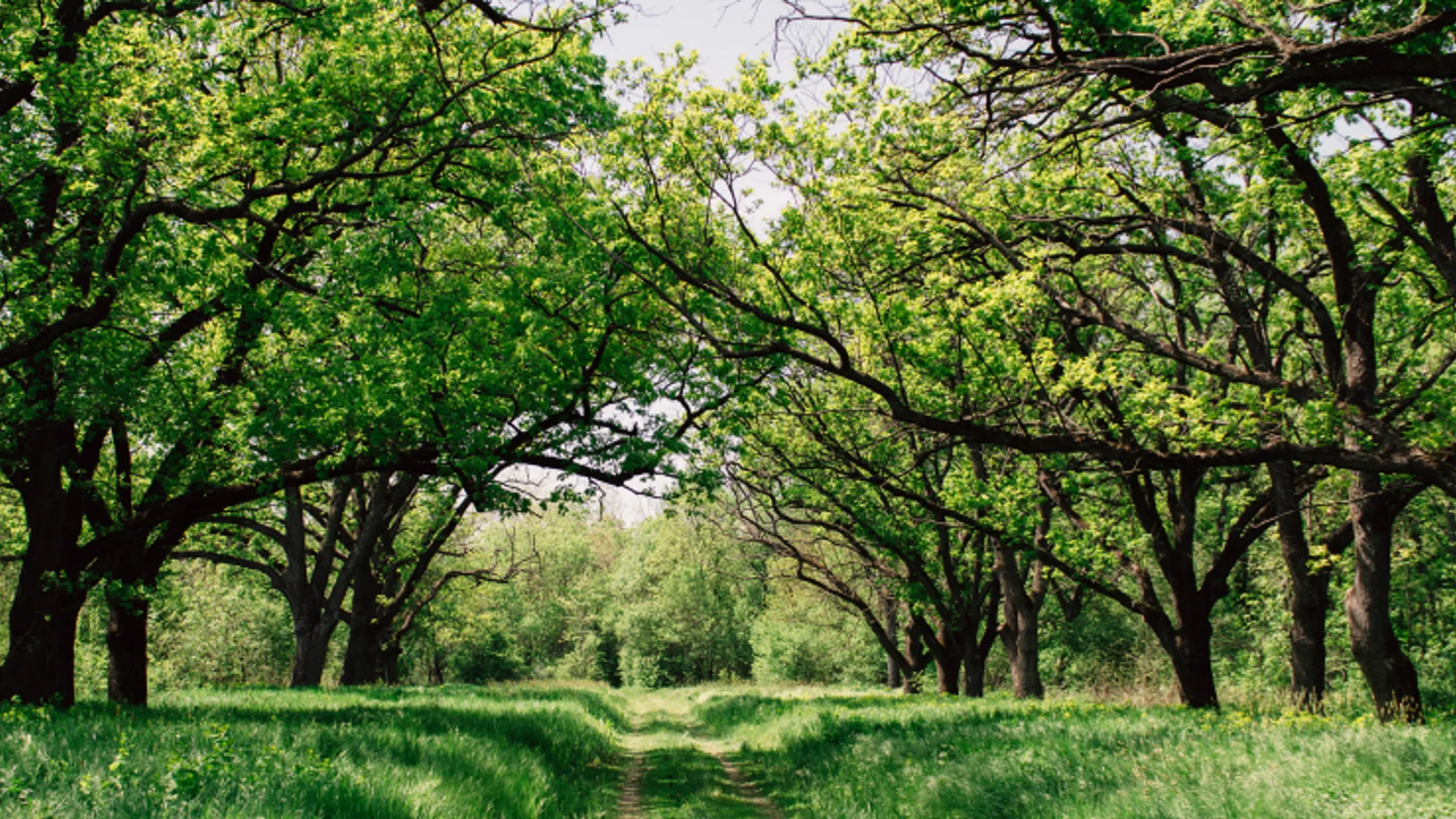 forêt verdoyante avec sentier