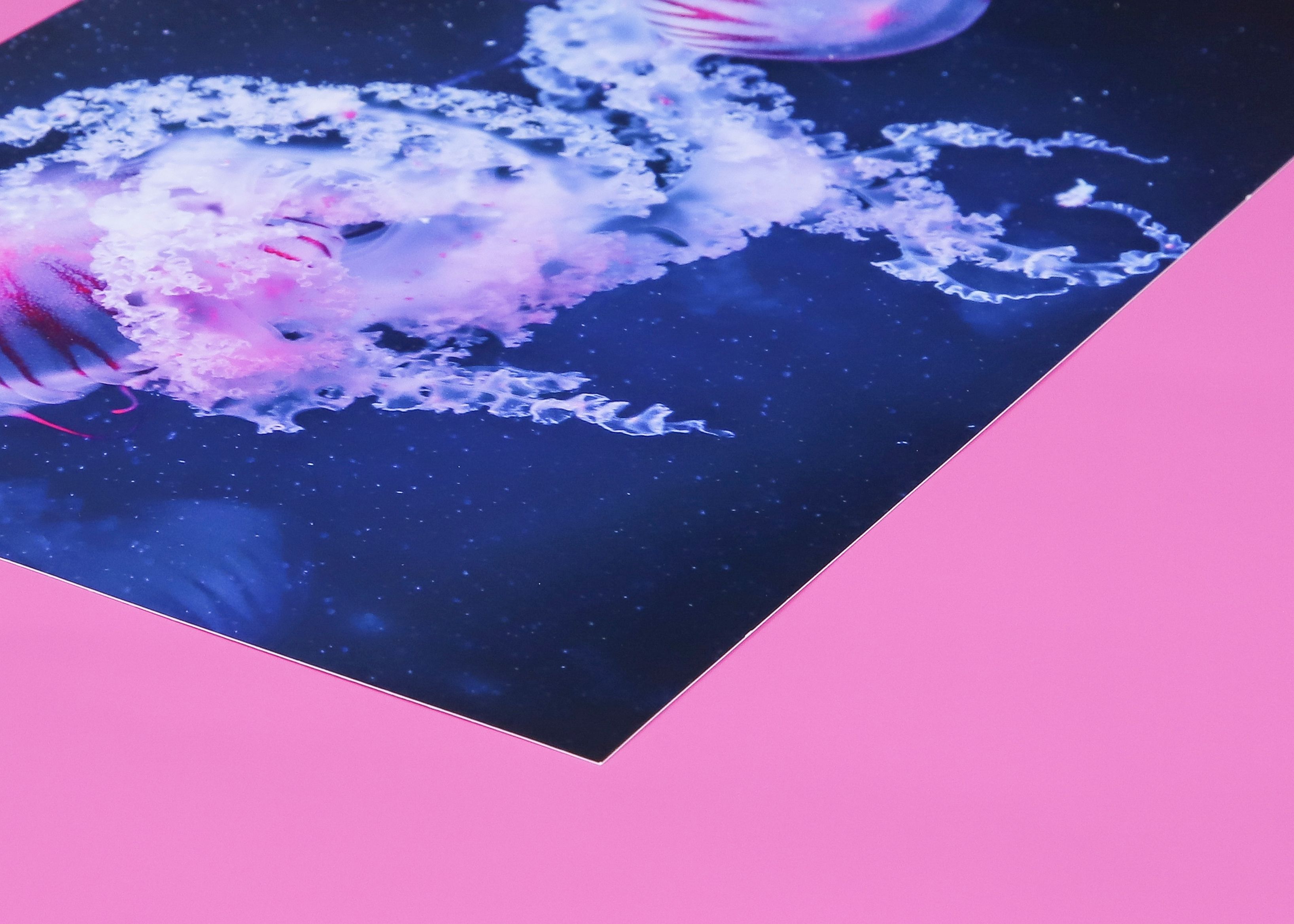 Fotoabzug auf rosa Untergrund in Schrägansicht