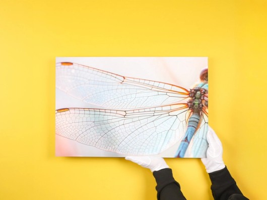 Foto op polystyreen libelle