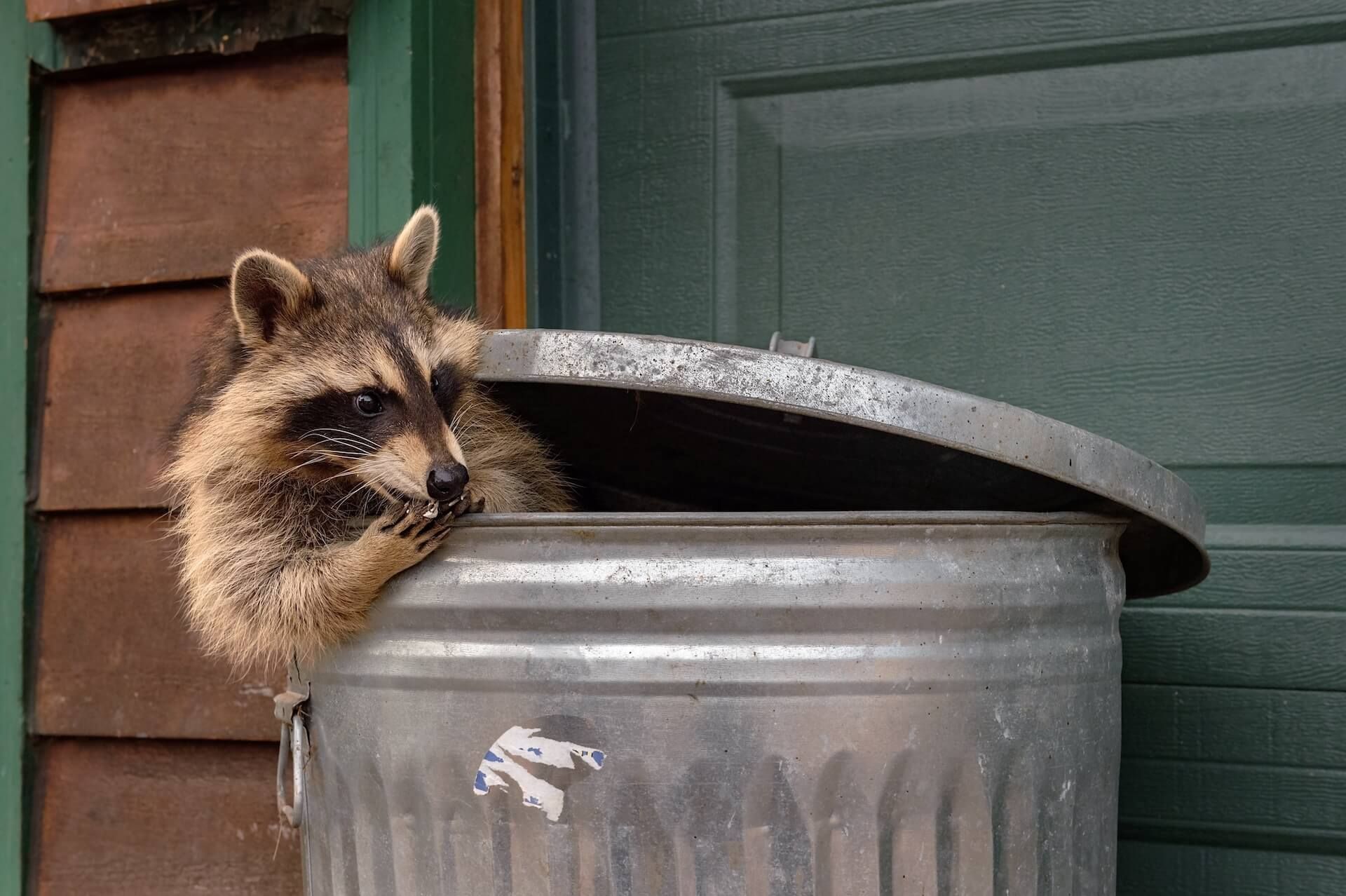 Toronto racoon in trash can