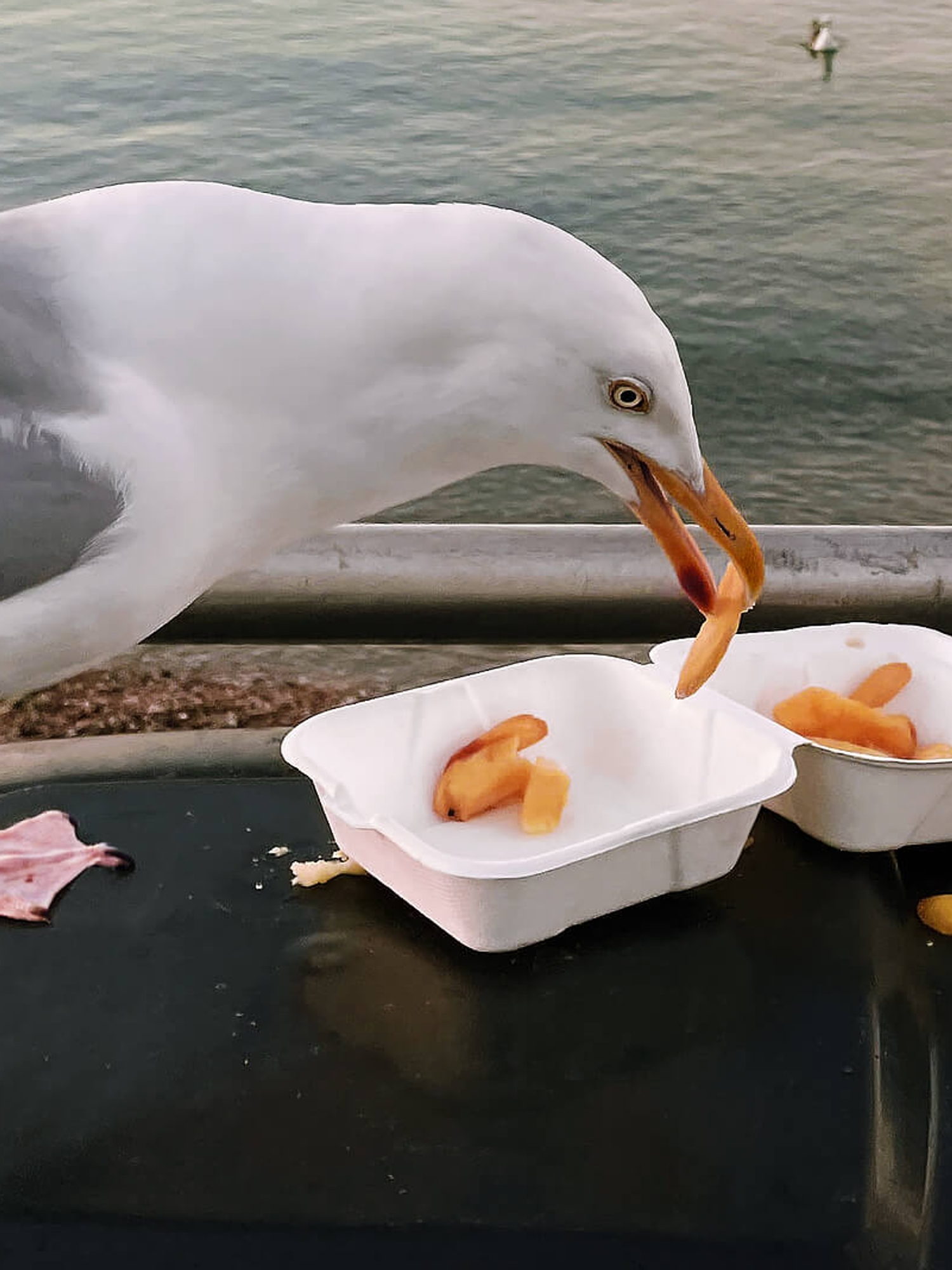 Vancouver seagull eating a french fry out of a takeout box.