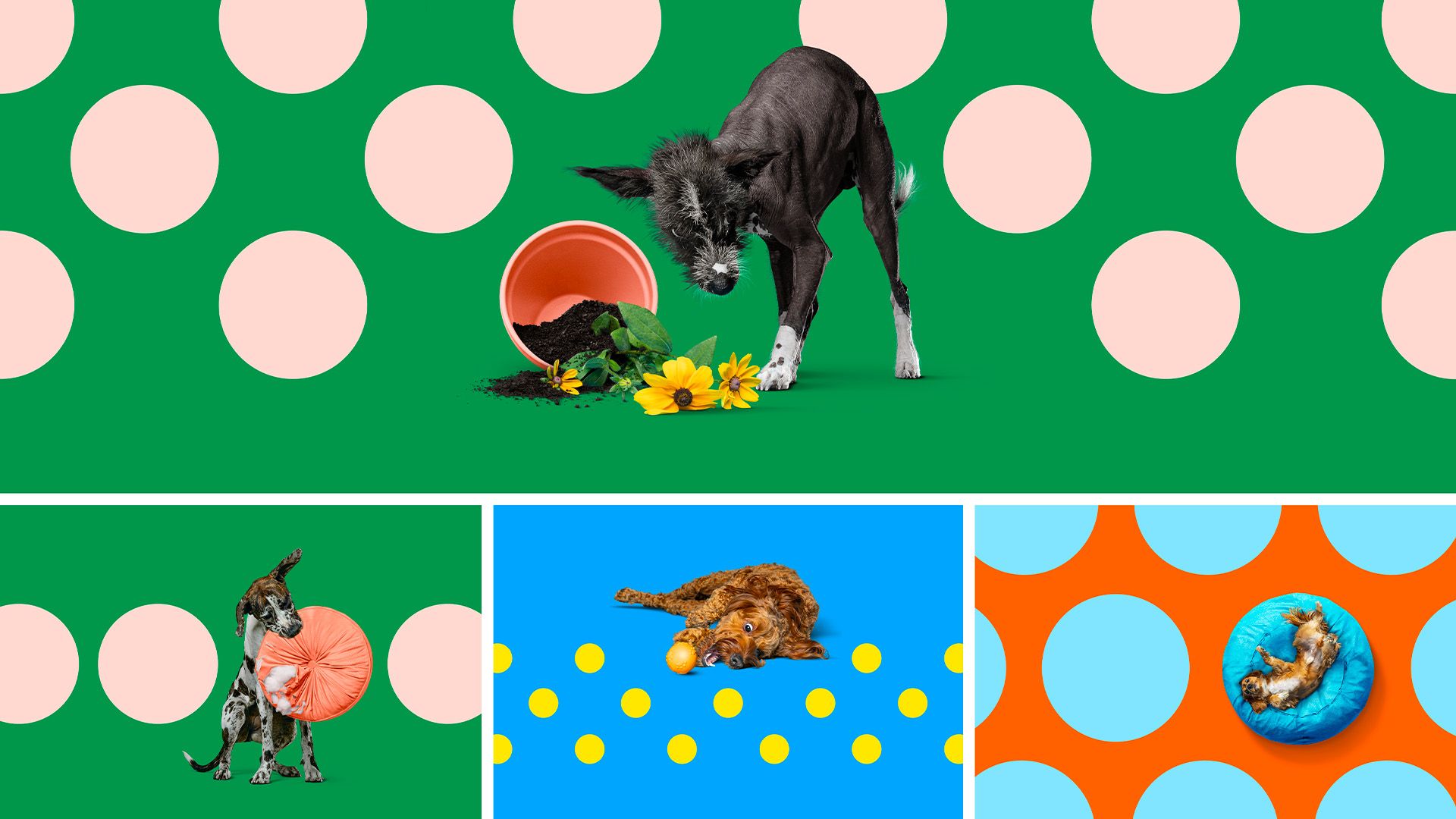 An image showing how dots and photography work together