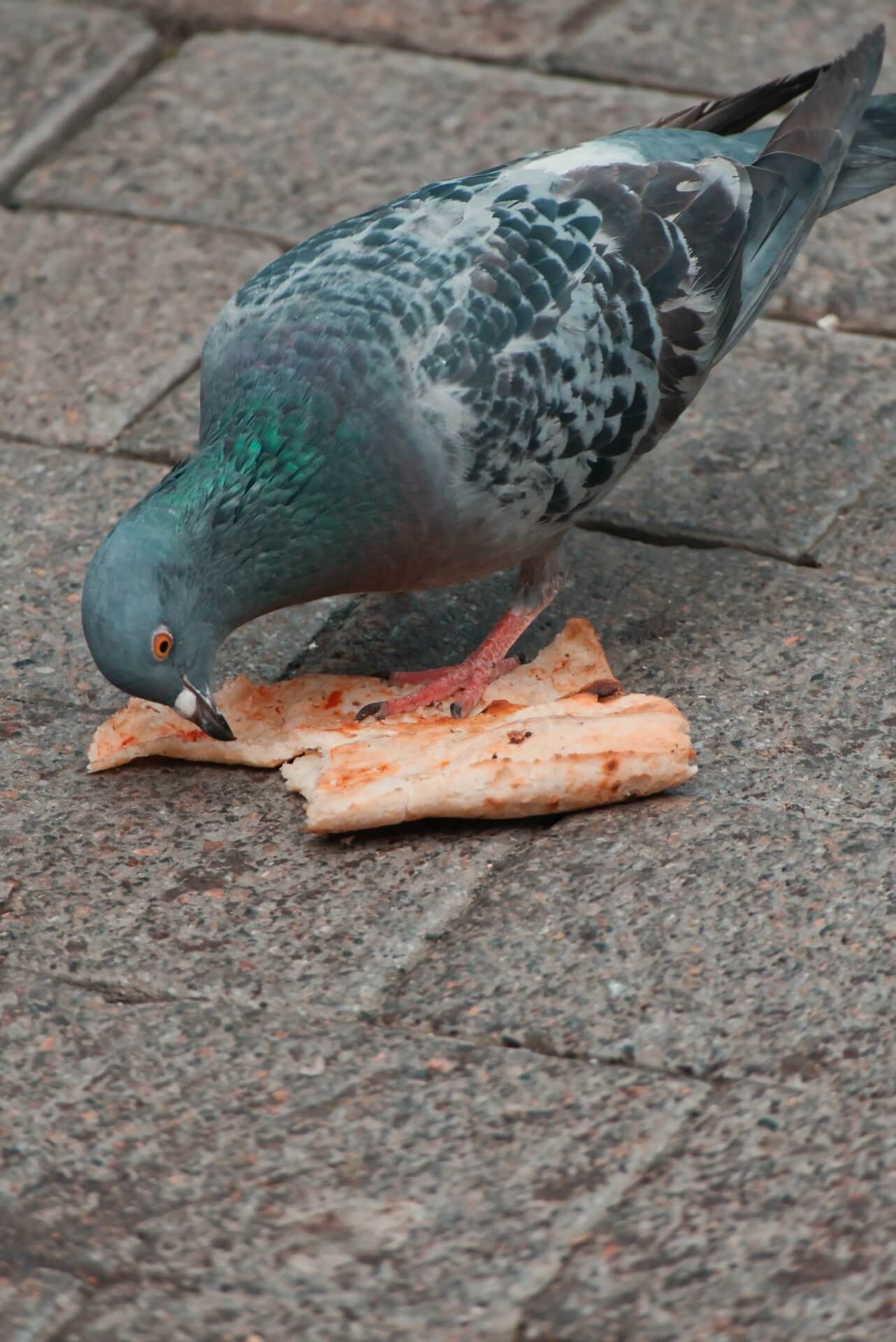 New York pigeon eating pizza