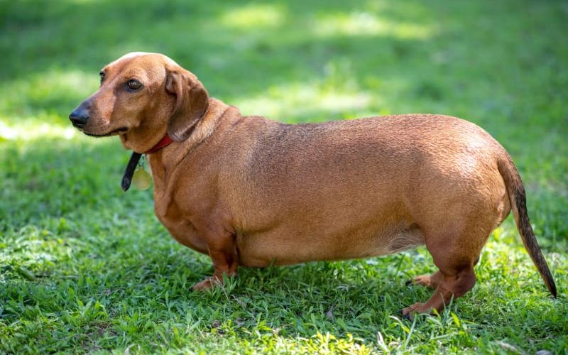 Overweight dog walking on grass