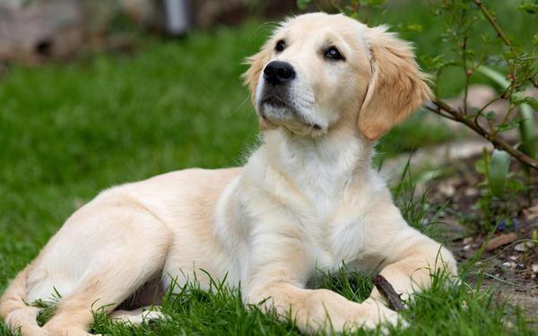 How to Train a Golden Retriever Puppy: Essential Tips for New Owners