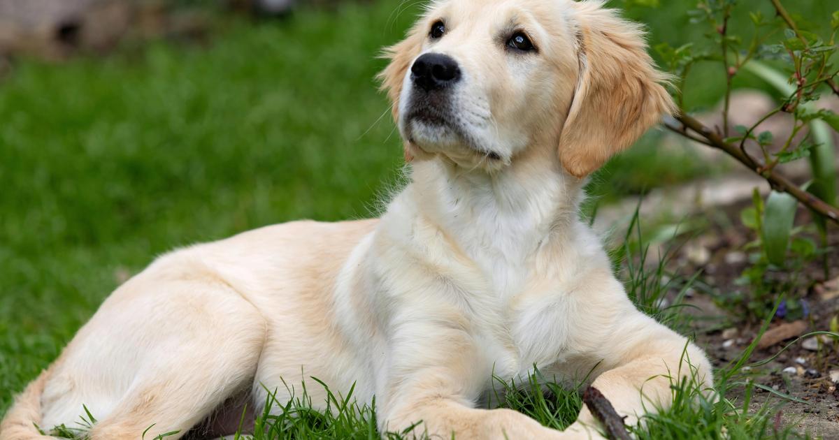 How to Train a Golden Retriever Puppy: Essential Tips for New Owners