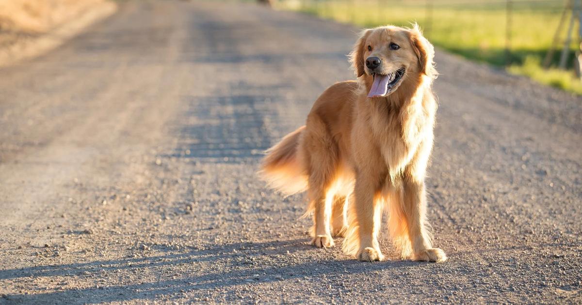 Tired dog resting after a long walk