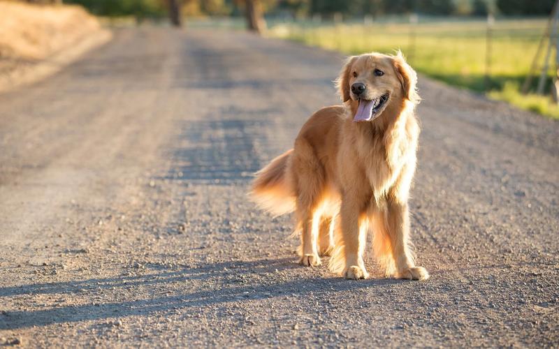 Tired dog resting after a long walk