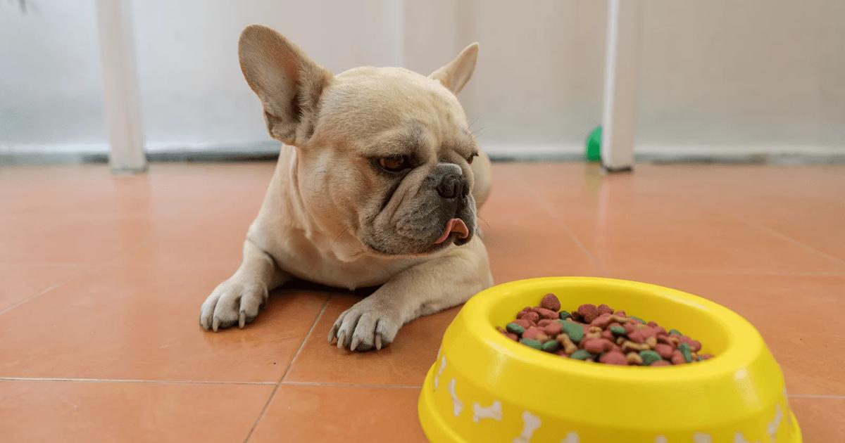French Bulldog puppy eating from a food bowl