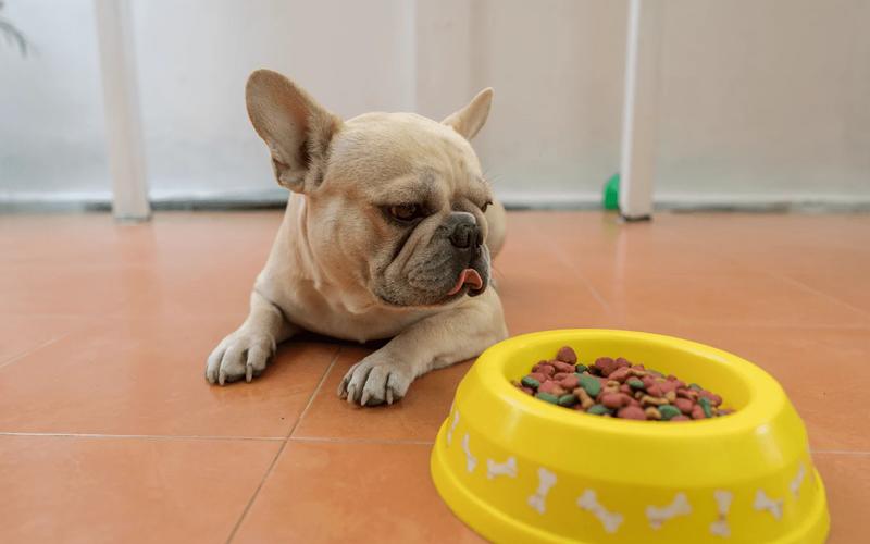 French Bulldog puppy eating from a food bowl