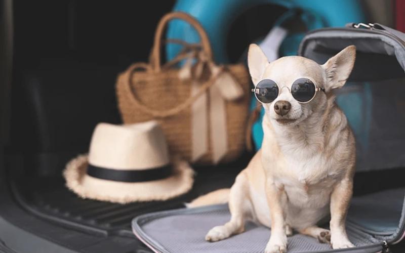 How to Travel with Your Dog: Tips for Stress-Free Adventures