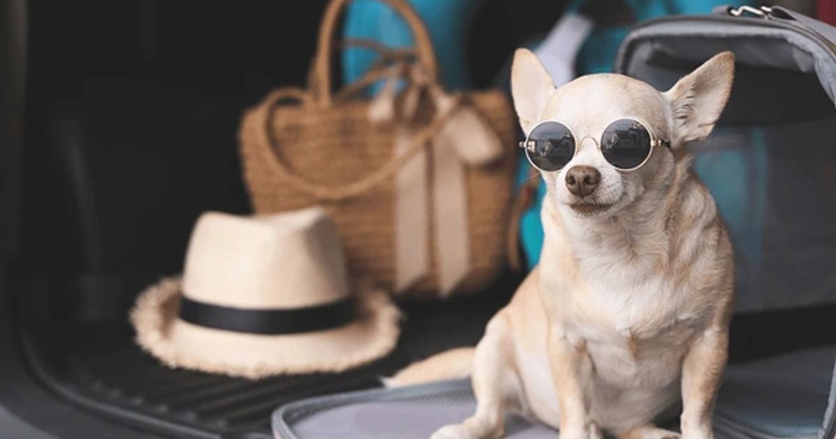 How to Travel with Your Dog: Tips for Stress-Free Adventures