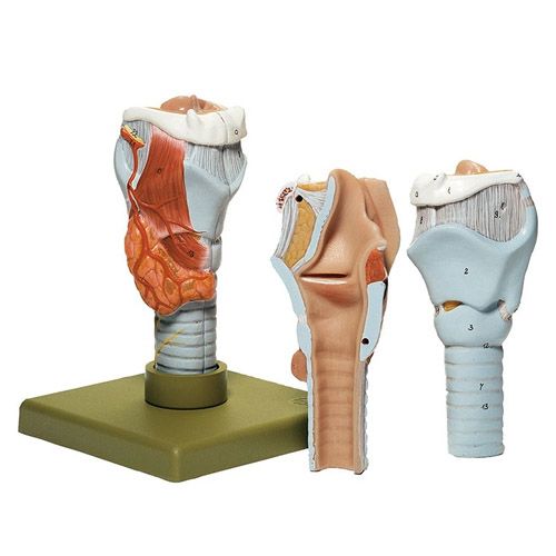 Anatomical model of larynx