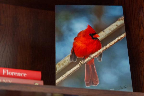 Dick's Favorite Bird - The Cardinal