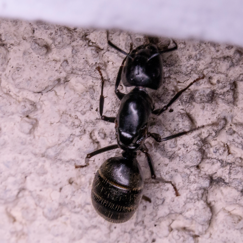 Close Up Image of Carpenter Ant