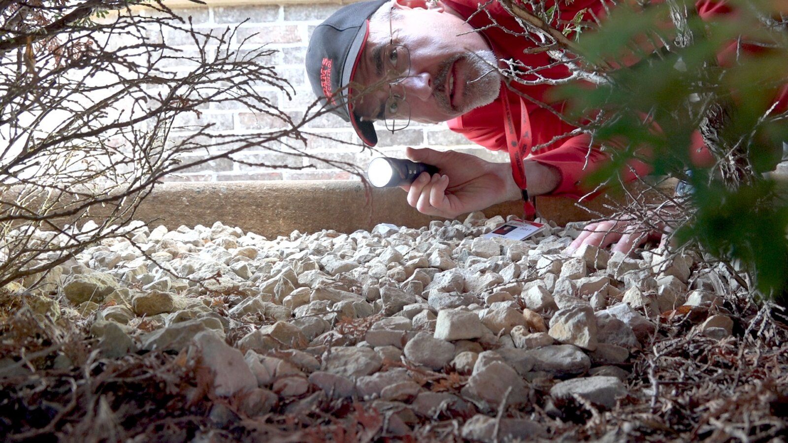 Pest control technician inspecting shrubs for signs of pest activity