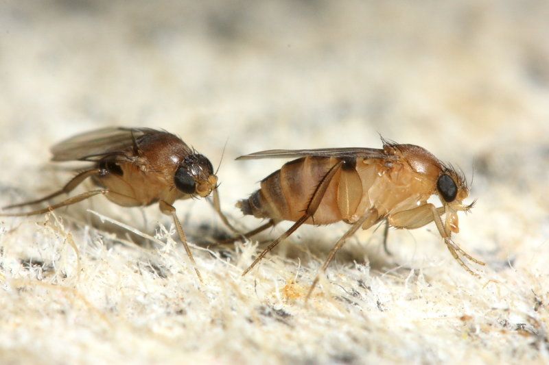 Close Up Image of Phorid flies