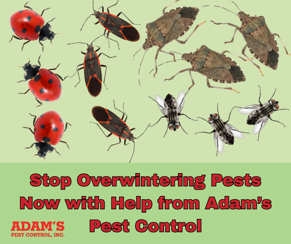 Image Telling To stop Pest from Overwintering