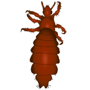 human lice