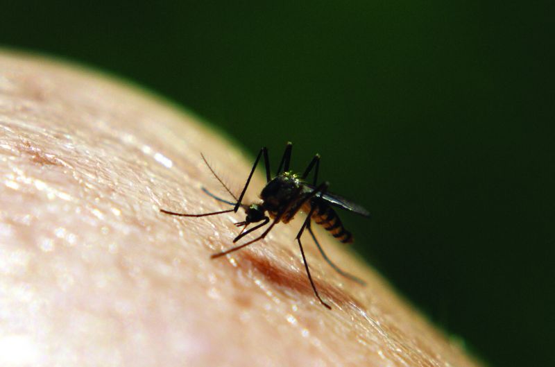 Mosquito Q&A (Answering 13 Questions About Mosquitoes) | Adam's Pest ...