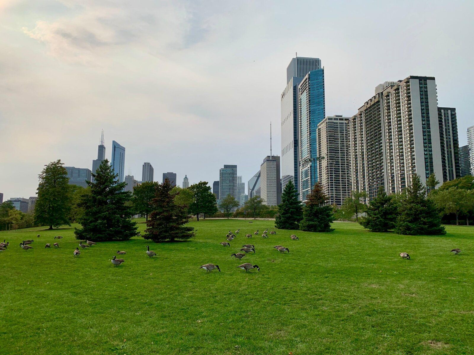 Canada geese congregating on a residential lawn, illustrating potential pest issues and the importance of professional goose control services.
