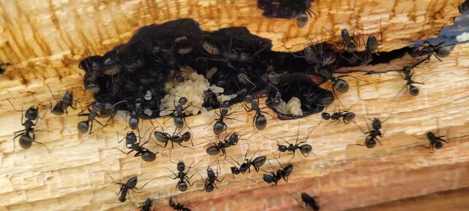 Carpenter Ants on Decaying woods