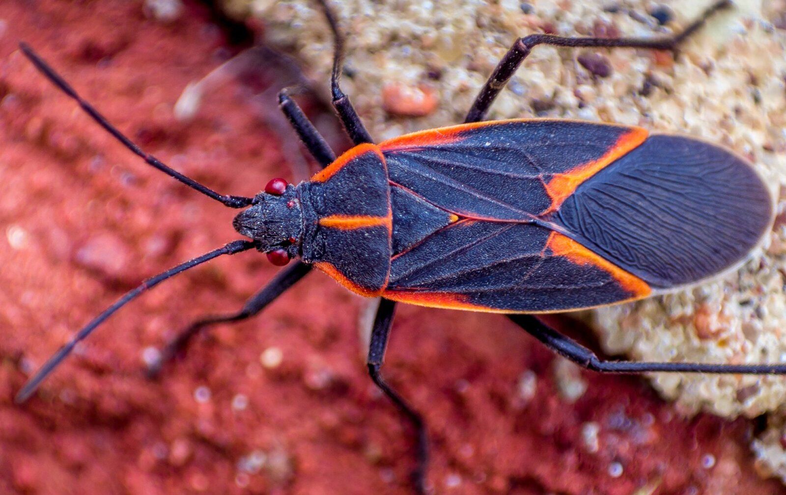 Close-up image of a Boxelder Bugs