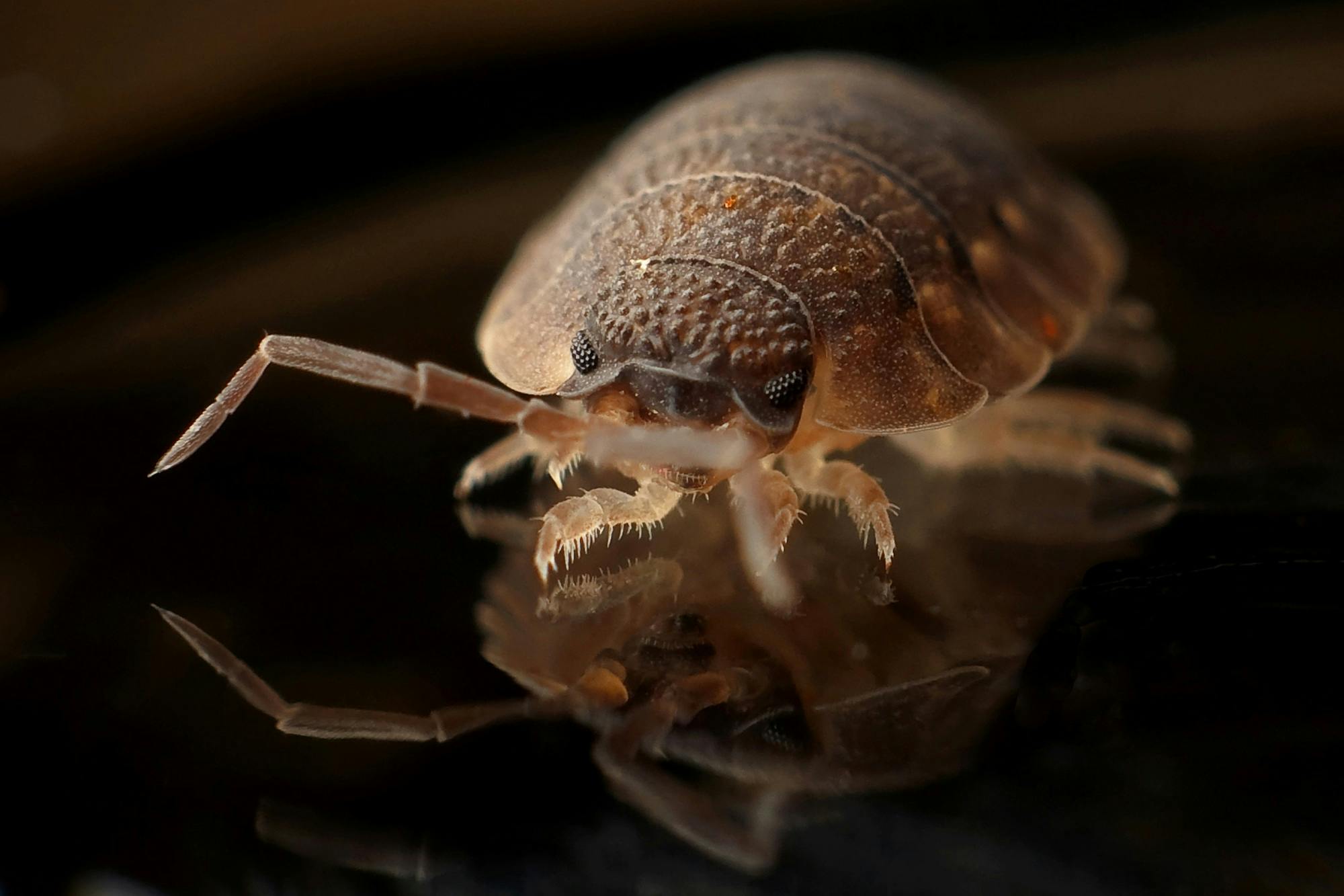 Close Up Image of a bed bugs