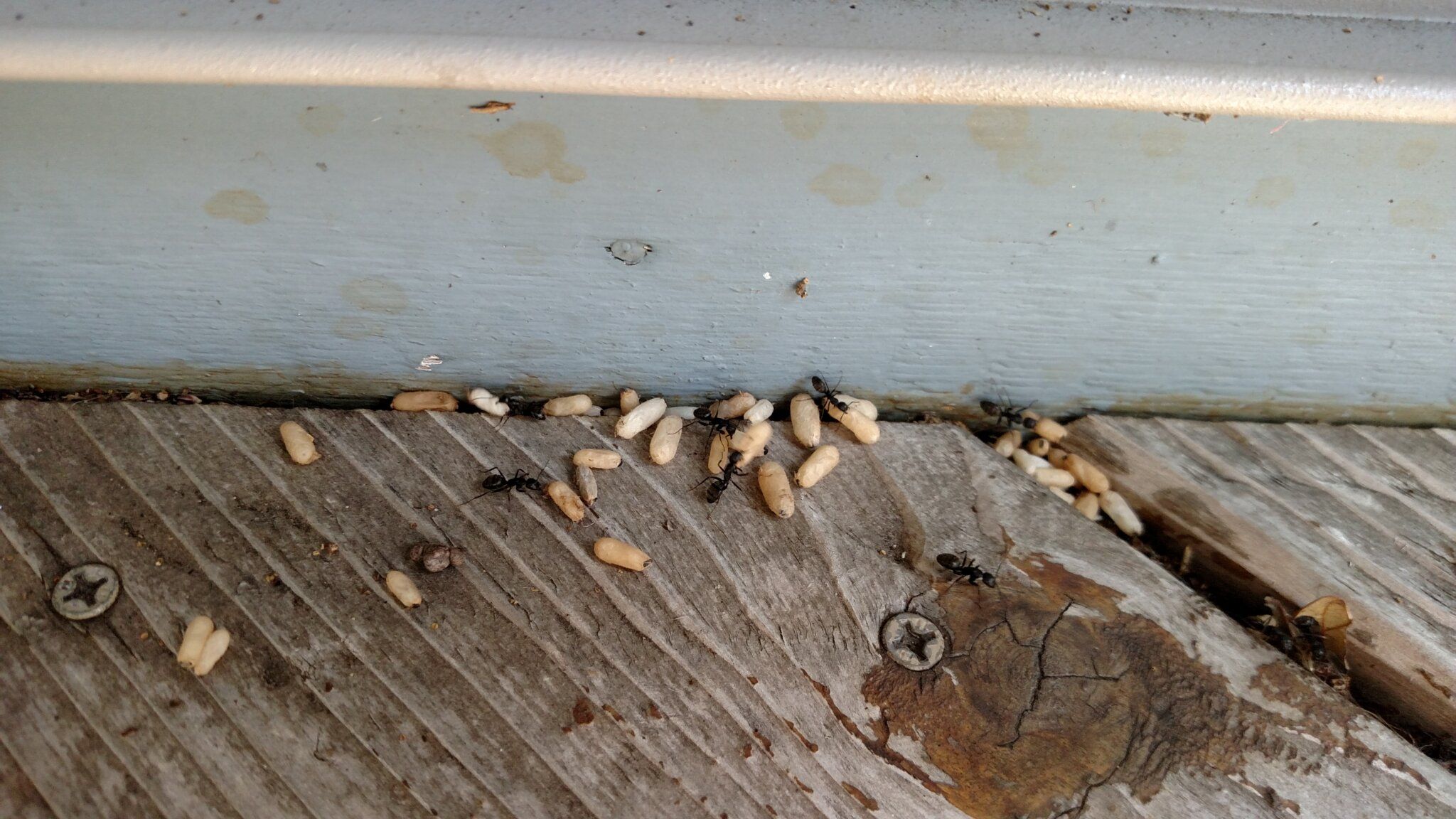 5 Common Spring Pest are Ants are one of the