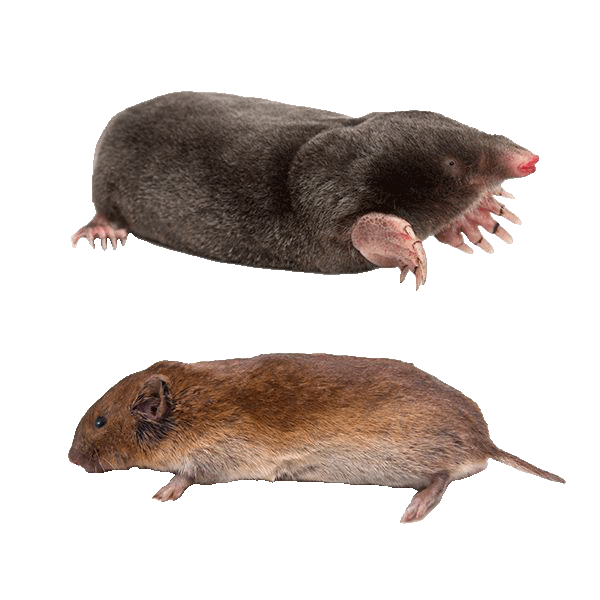 Moles and voles causing damage to residential lawns, highlighting the need for professional pest control services.