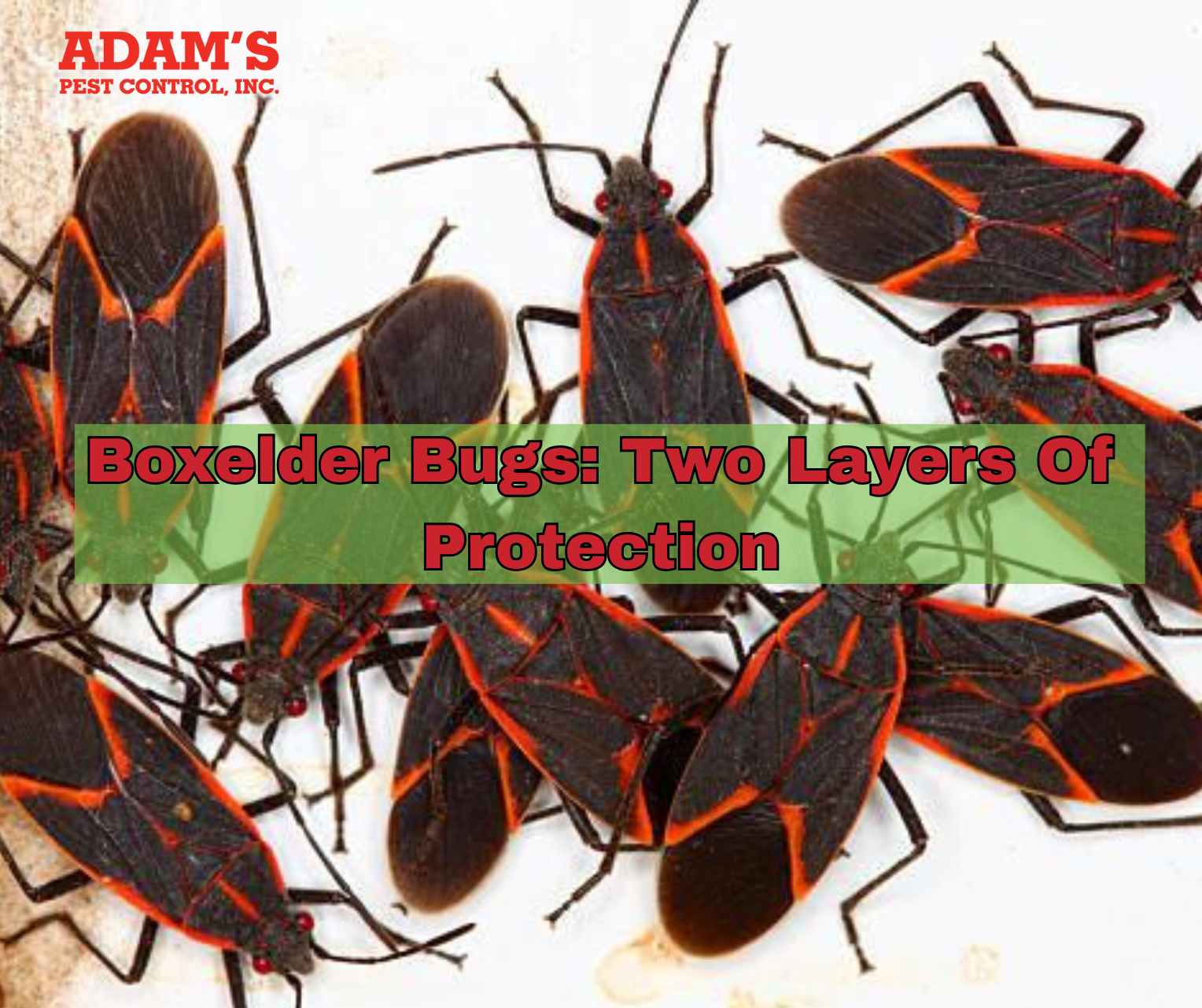 Close Up Image of Boxelder Bugs