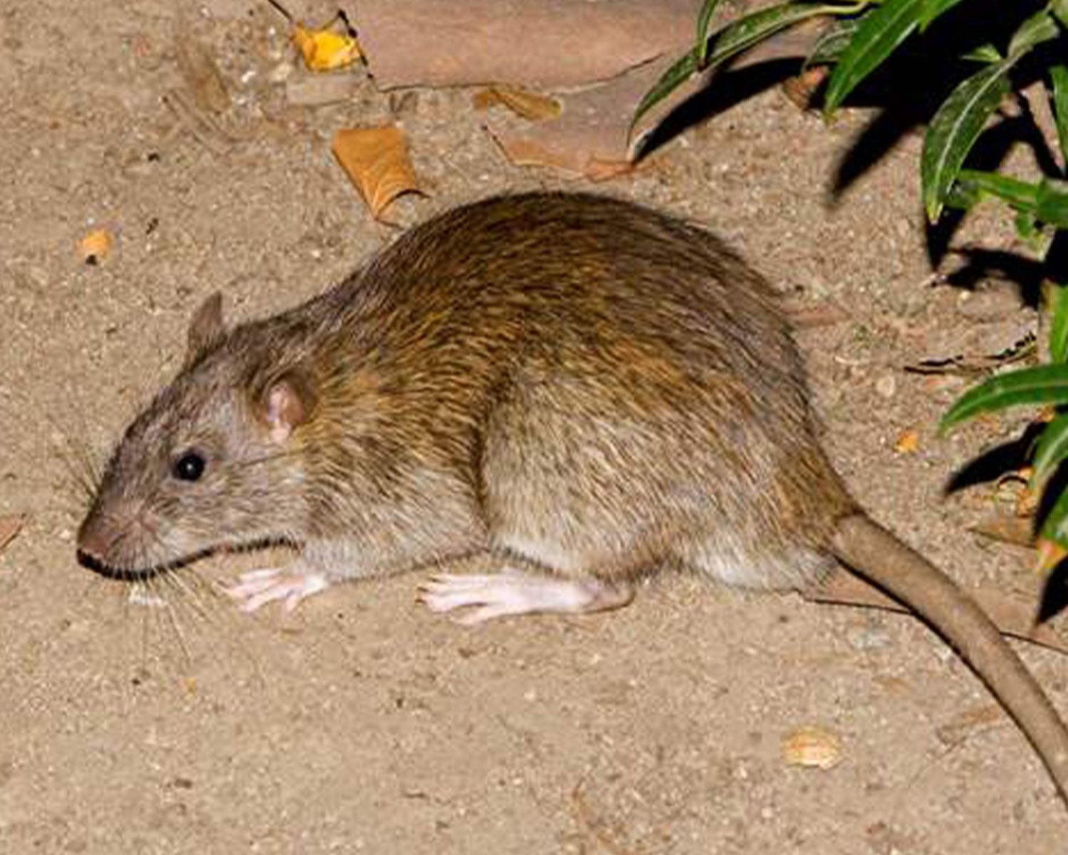 Norway Rat