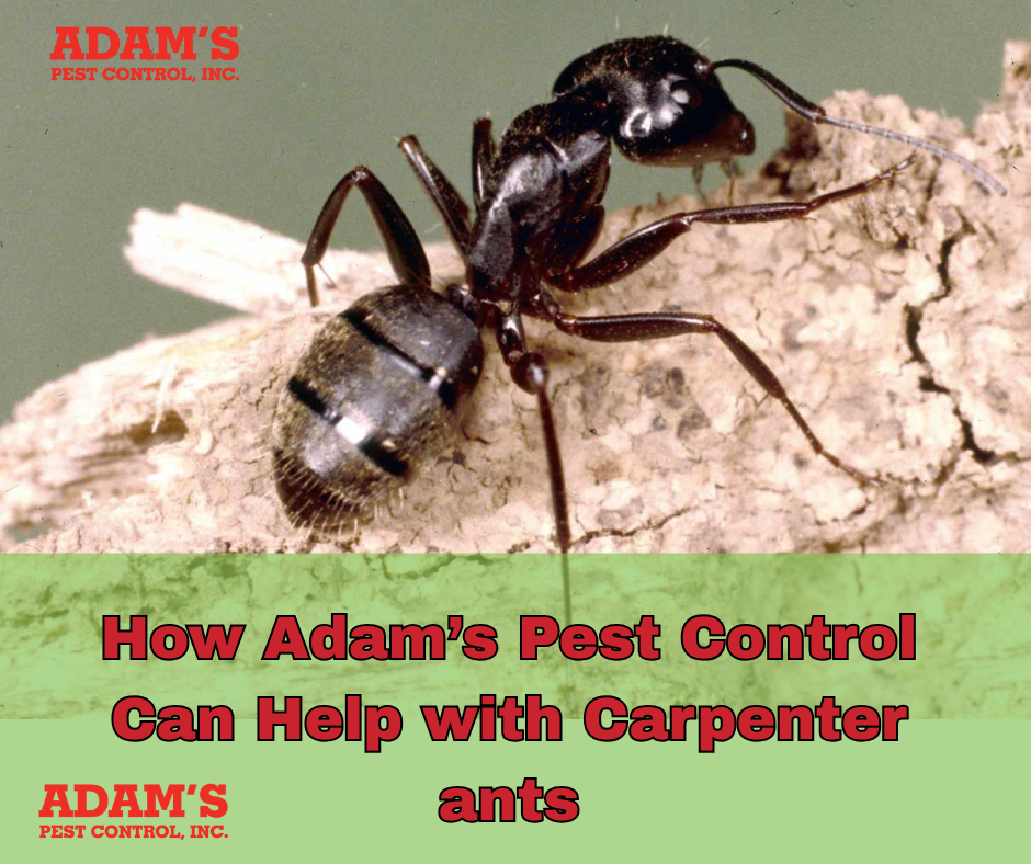 Carpenter Ants close up image