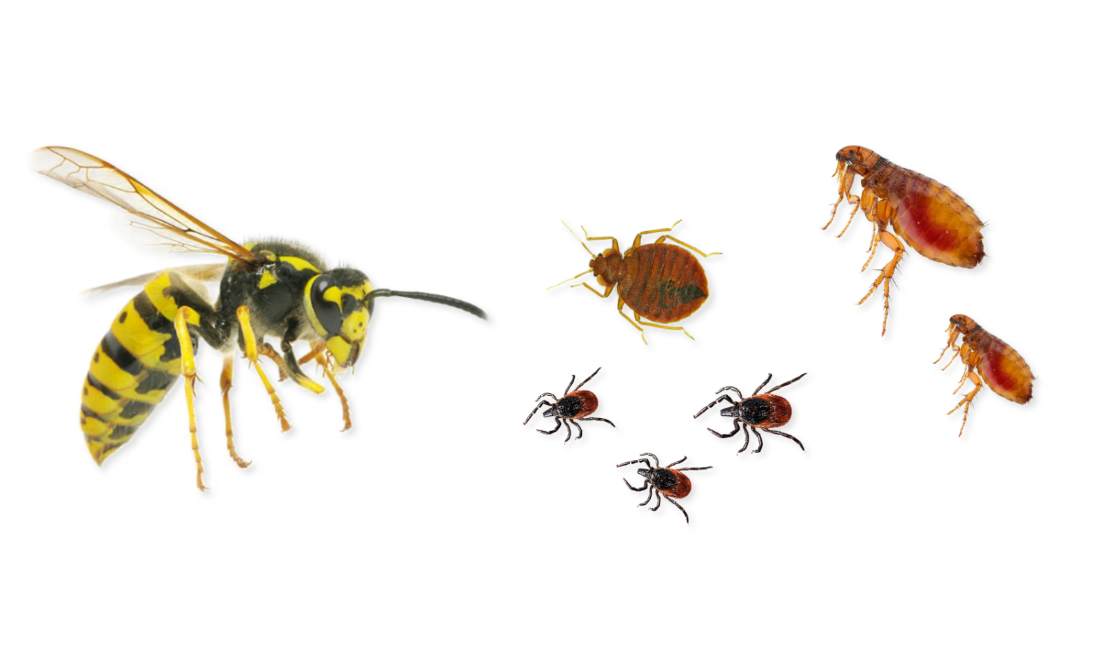 Stinging & Biting Pests